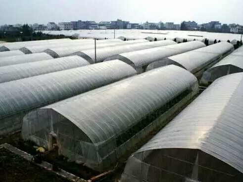 Custom Greenhouse Manufacturers - Wholesale Supply